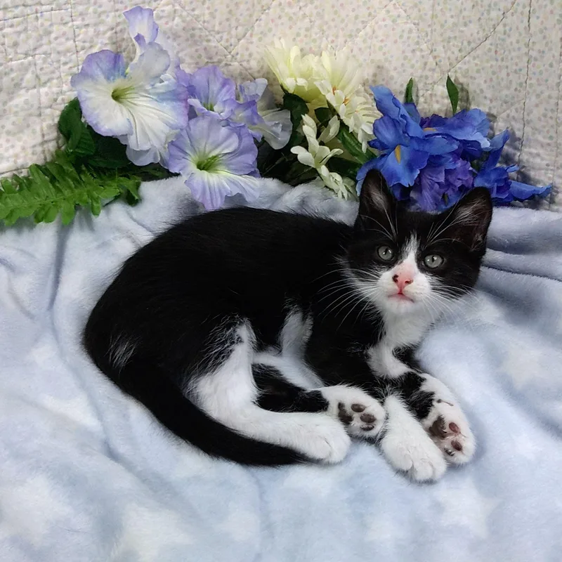 A baby medium-sized male Tuxedo cat named Inky for adoption in Hood RIver, OR