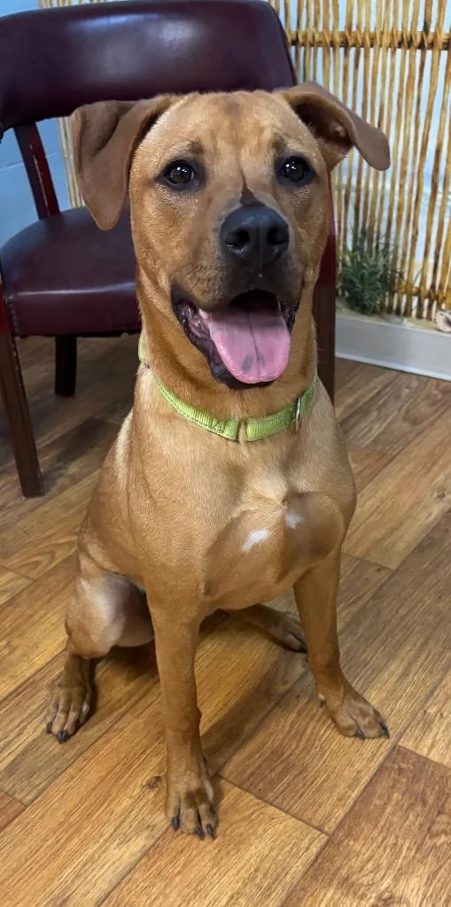 Hank The Tank