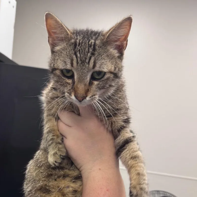 A young medium-sized male Brown / Chocolate Domestic Short Hair cat named Stedson for adoption in Columbiana, AL