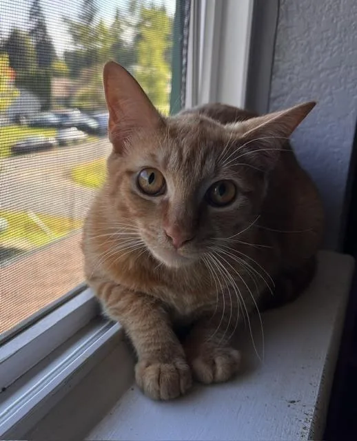 A baby small-sized male Tabby (Orange / Red) Domestic Short Hair cat named Tucker for adoption in Gig Harbor, WA