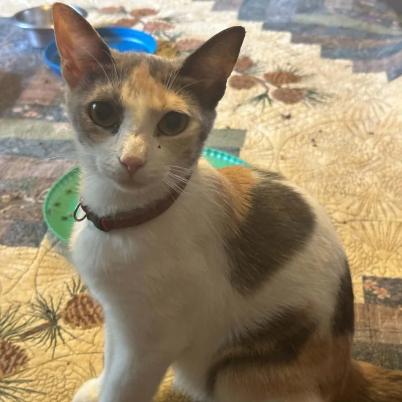 An adult medium-sized female Calico cat named Pandora for adoption in GEORGETOWN, SC