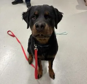 A young large-sized male Rottweiler dog named Archie for adoption in Hillsboro, NH