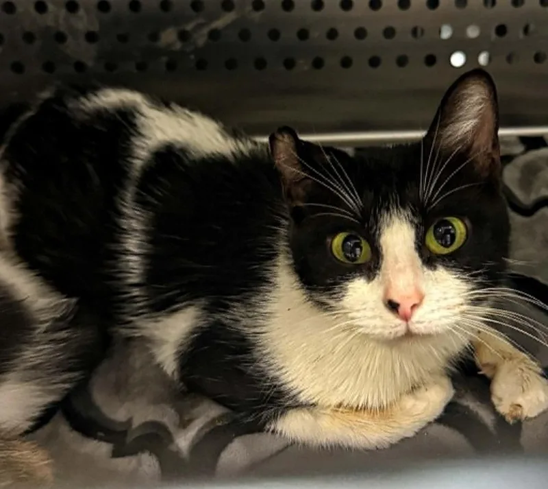 A young medium-sized female Domestic Short Hair cat named Lulu Mae for adoption in Columbia, TN