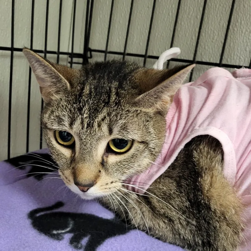 An adult medium-sized female Brown / Chocolate Domestic Short Hair cat named Ms. Nine for adoption in Hamburg, NY