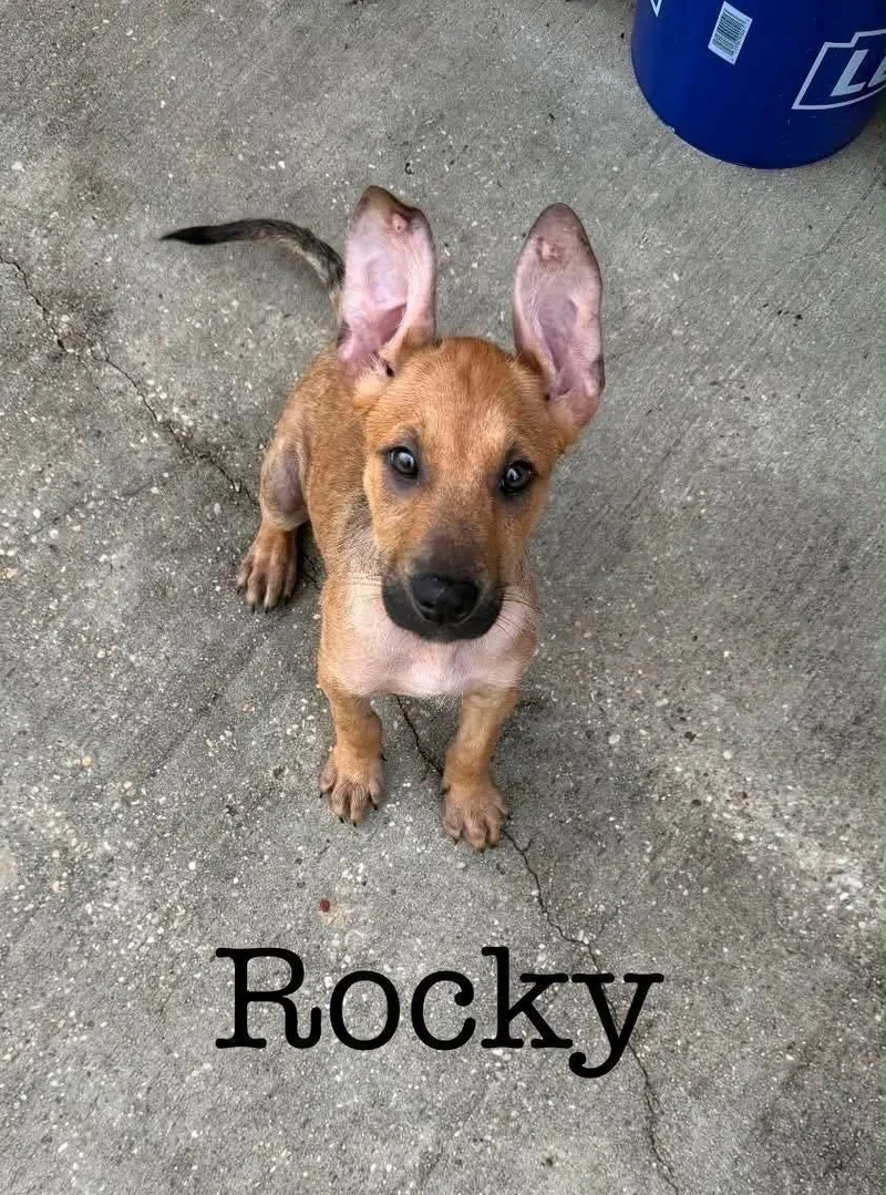 A baby large-sized male Golden German Shepherd Dog dog named Rocky for adoption in Semmes, AL