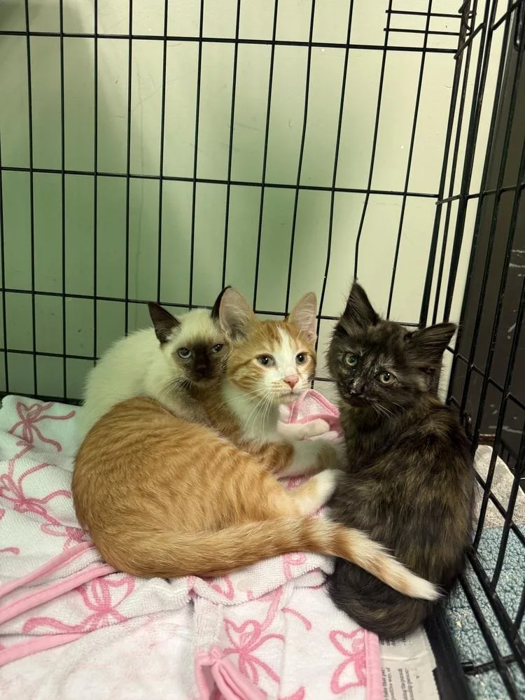A baby small-sized male Orange & White Domestic Short Hair cat named Rocket for adoption in Albany, WI