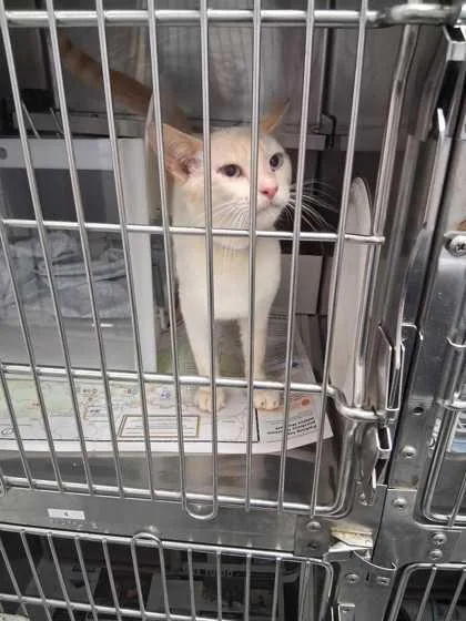 An adult small-sized male Domestic Short Hair cat named Icee for adoption in Sevierville, TN
