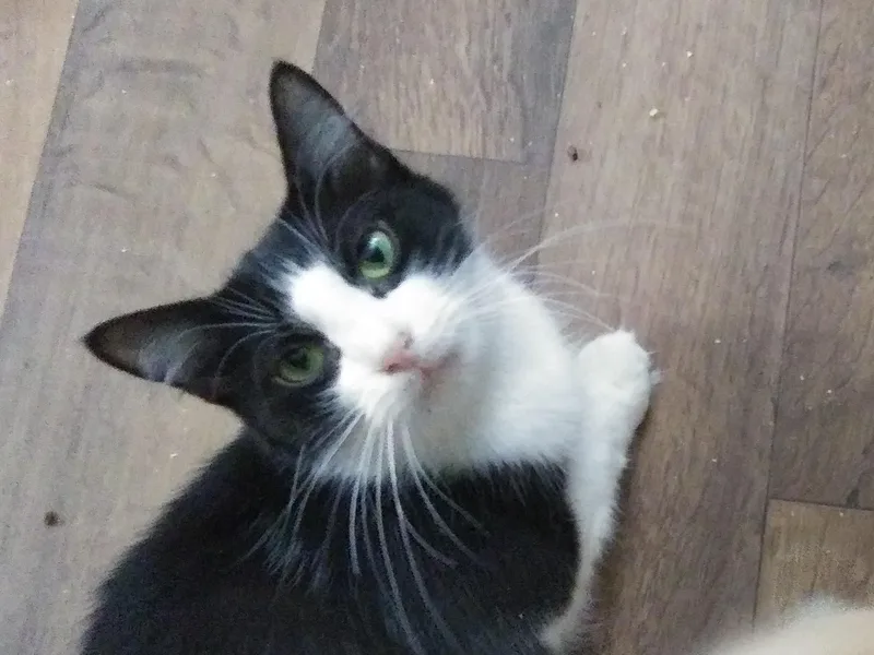 A young medium-sized female Black & White / Tuxedo Domestic Medium Hair cat named Roxy for adoption in Port Wentworth, GA