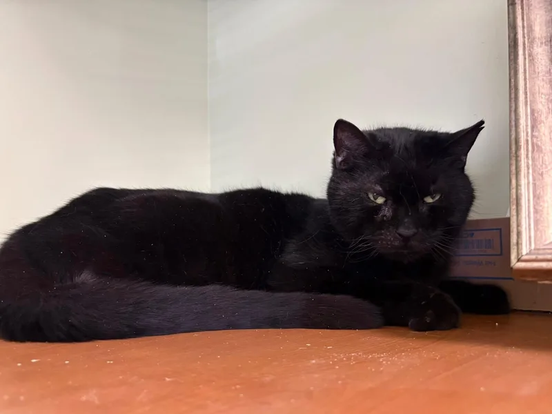 A senior medium-sized male Black Domestic Short Hair cat named Higgins for adoption in Vernon, NJ