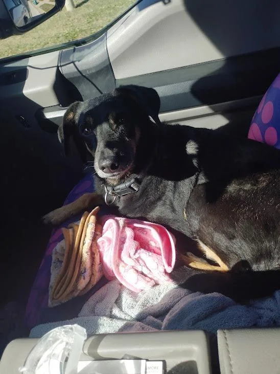 An adult medium-sized female Dachshund dog named Lola for adoption in Republic, MO