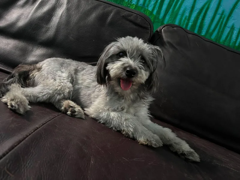 A baby small-sized female Gray / Blue / Silver Havanese dog named Atlanta for adoption in Phoenix, AZ