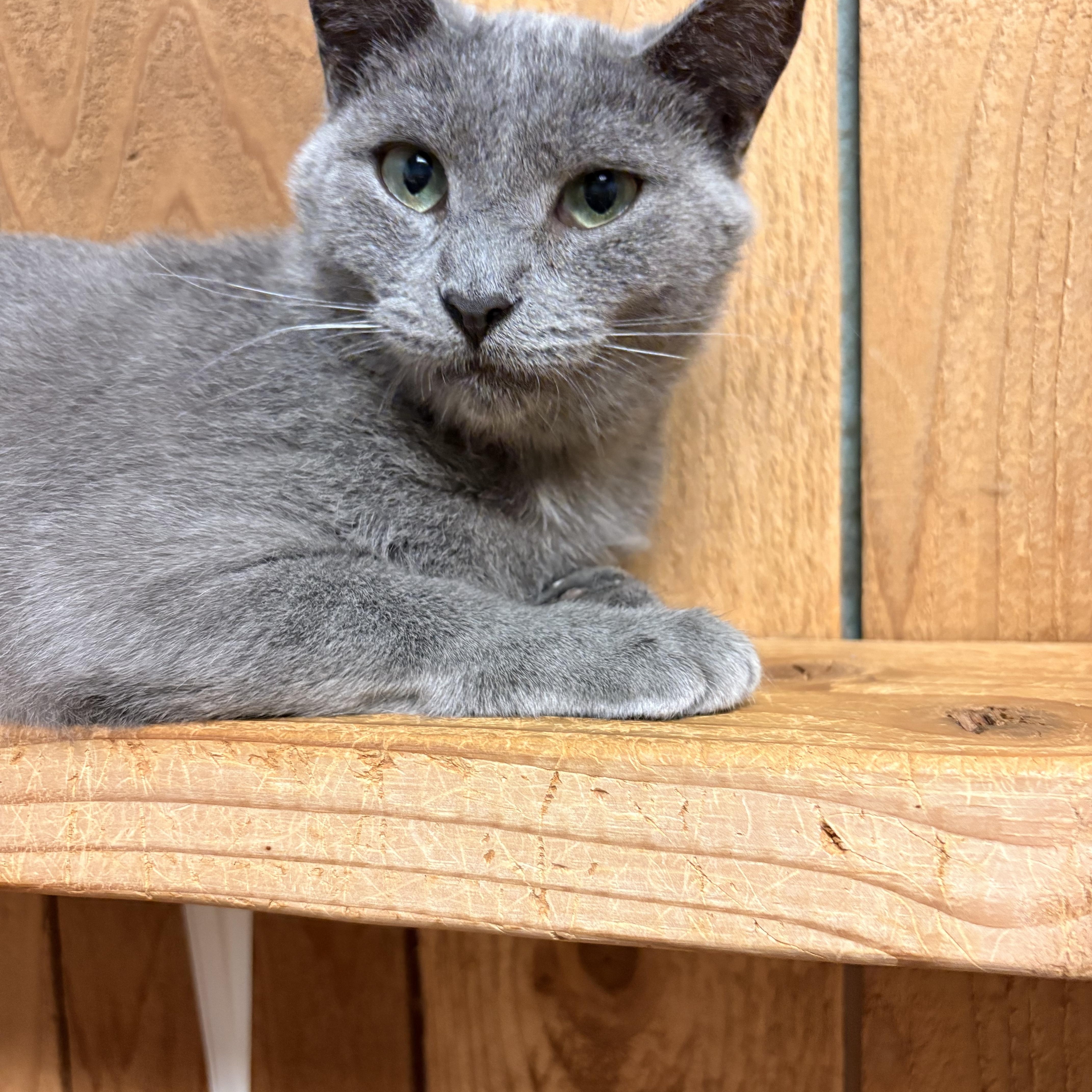 An adult small-sized female Gray / Blue / Silver Russian Blue cat named Rosie for adoption in Spokane, WA