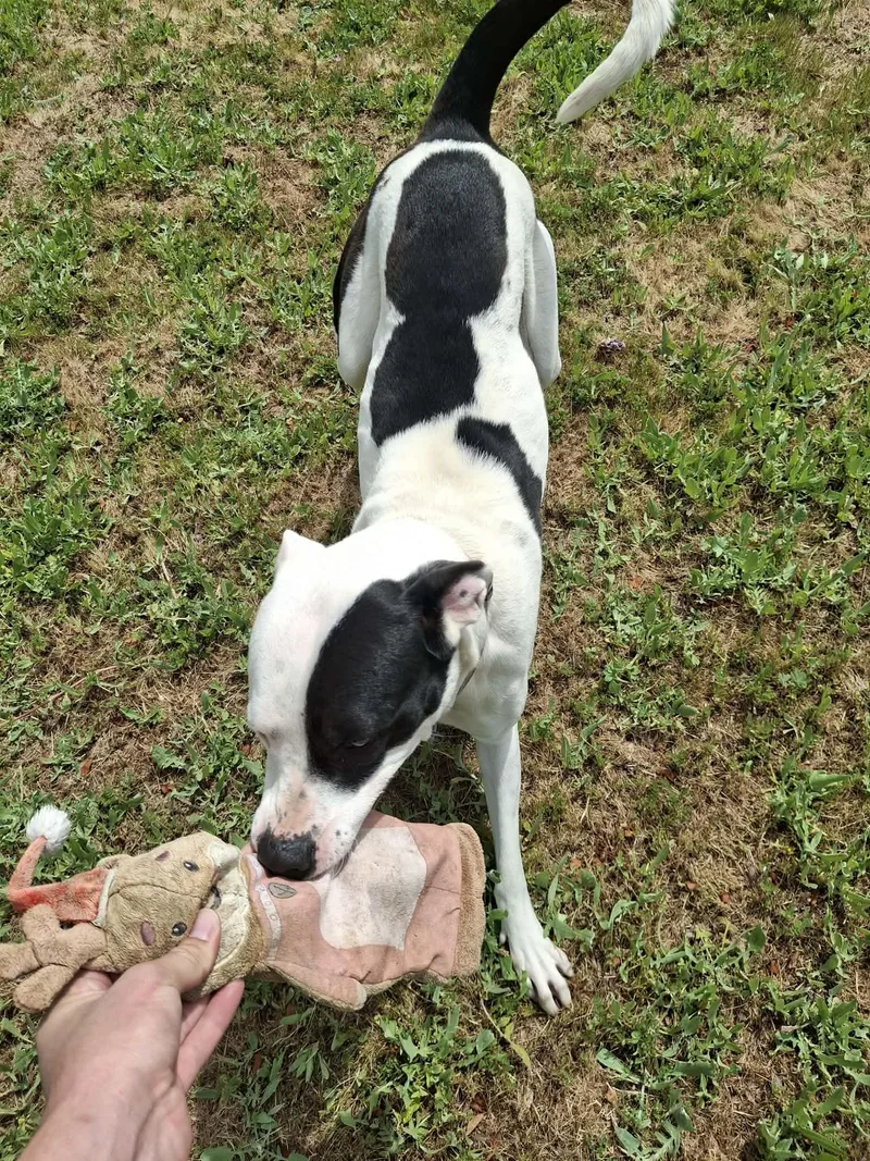 An adult large-sized female Black Pit Bull Terrier dog named Rosie for adoption in Weaverville, CA