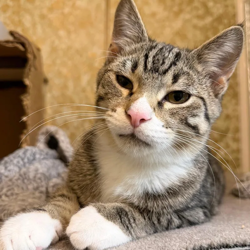A baby small-sized male Domestic Short Hair cat named Neapolitan for adoption in Middleton, WI