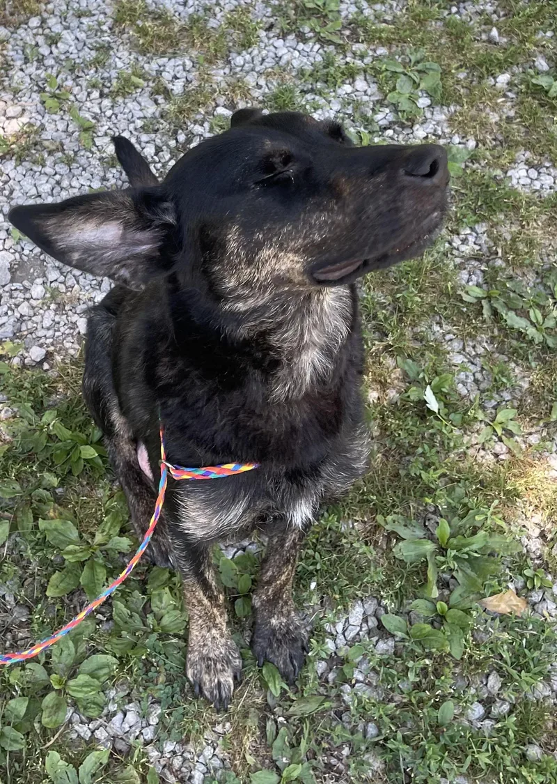 An adult medium-sized female Black German Shepherd Dog dog named Mayhem for adoption in Bloomsdale, MO