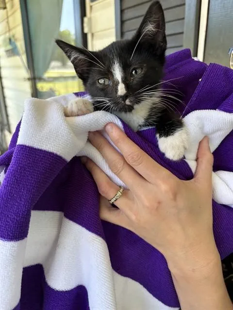 A baby small-sized female Domestic Short Hair cat named Barbie for adoption in Huntsville, AL