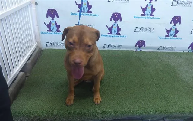 A young large-sized male Pit Bull Terrier dog named Keiba for adoption in Orlando, FL