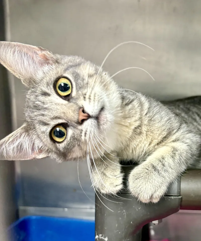 A young medium-sized female Tabby (Gray / Blue / Silver) Domestic Short Hair cat named Basil for adoption in Charles City, IA