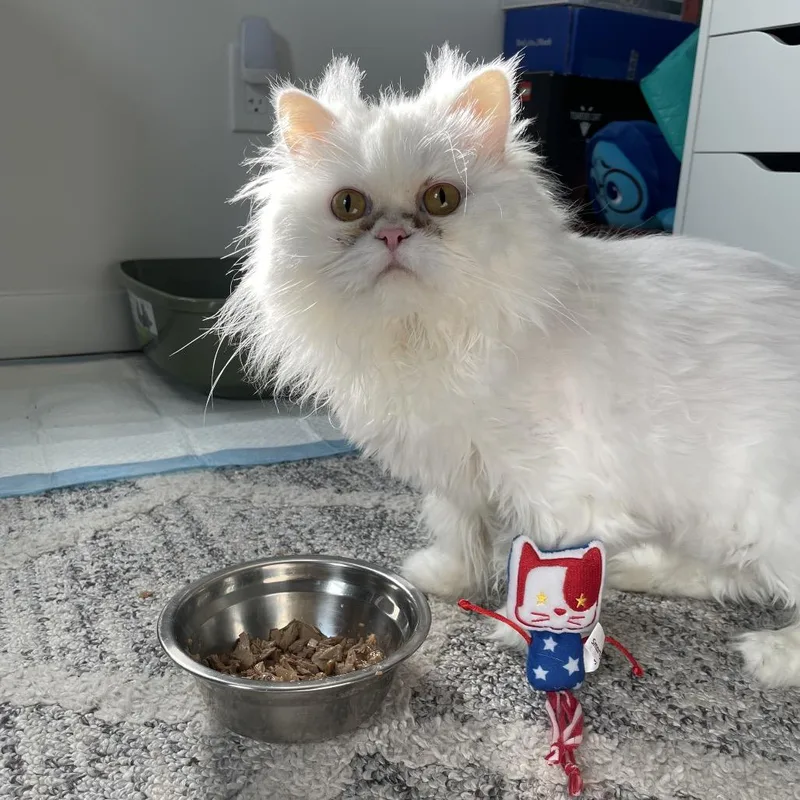 An adult medium-sized female White Persian cat named Elsa for adoption in Middle Village, NY