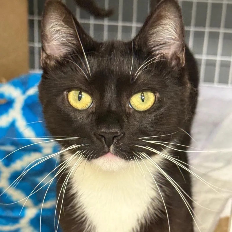 A young medium-sized female Buff / Tan / Fawn Domestic Short Hair cat named Taffy for adoption in Middle Village, NY