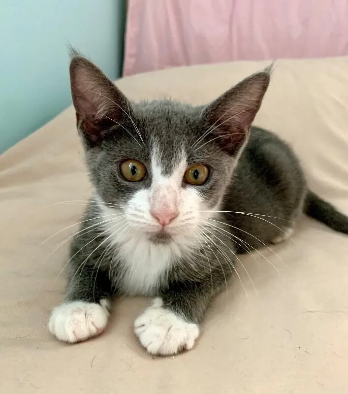 A young medium-sized female Gray / Blue / Silver Domestic Short Hair cat named Pitchfork McGee for adoption in North Babylon, NY