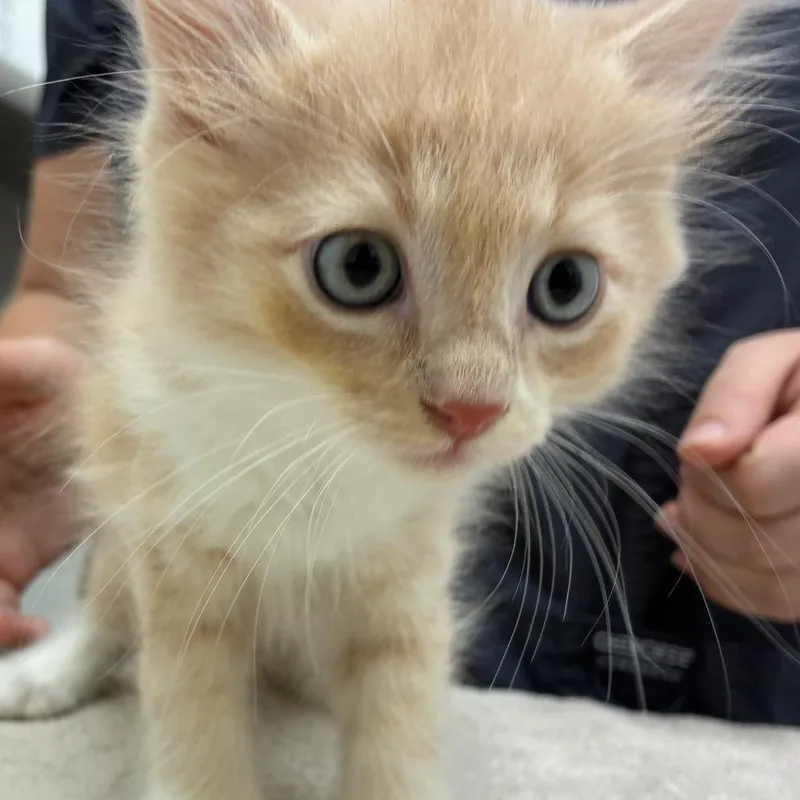 A baby small-sized male Buff / Tan / Fawn Domestic Medium Hair cat named Pina Colada for adoption in Corpus Christi, TX