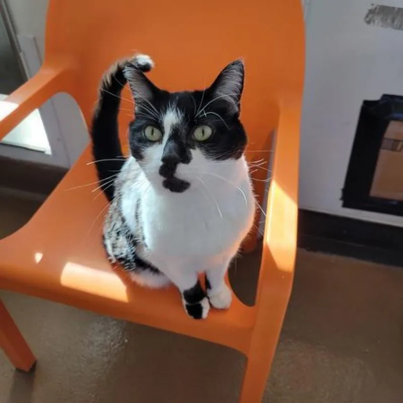 Starling thumbnail 2