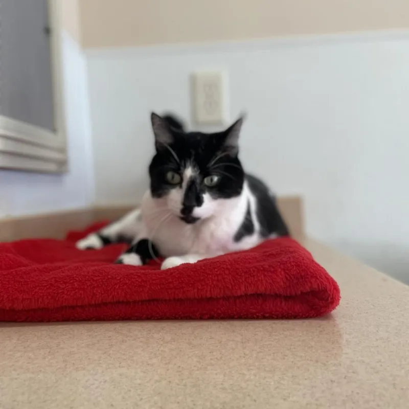 Starling thumbnail 4