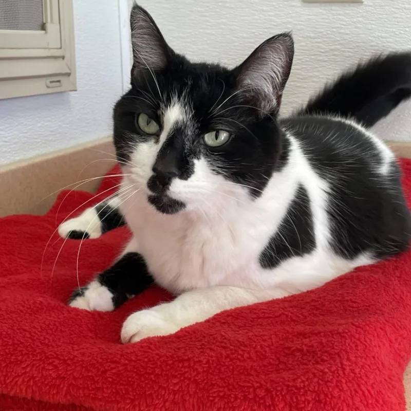 Starling thumbnail 6