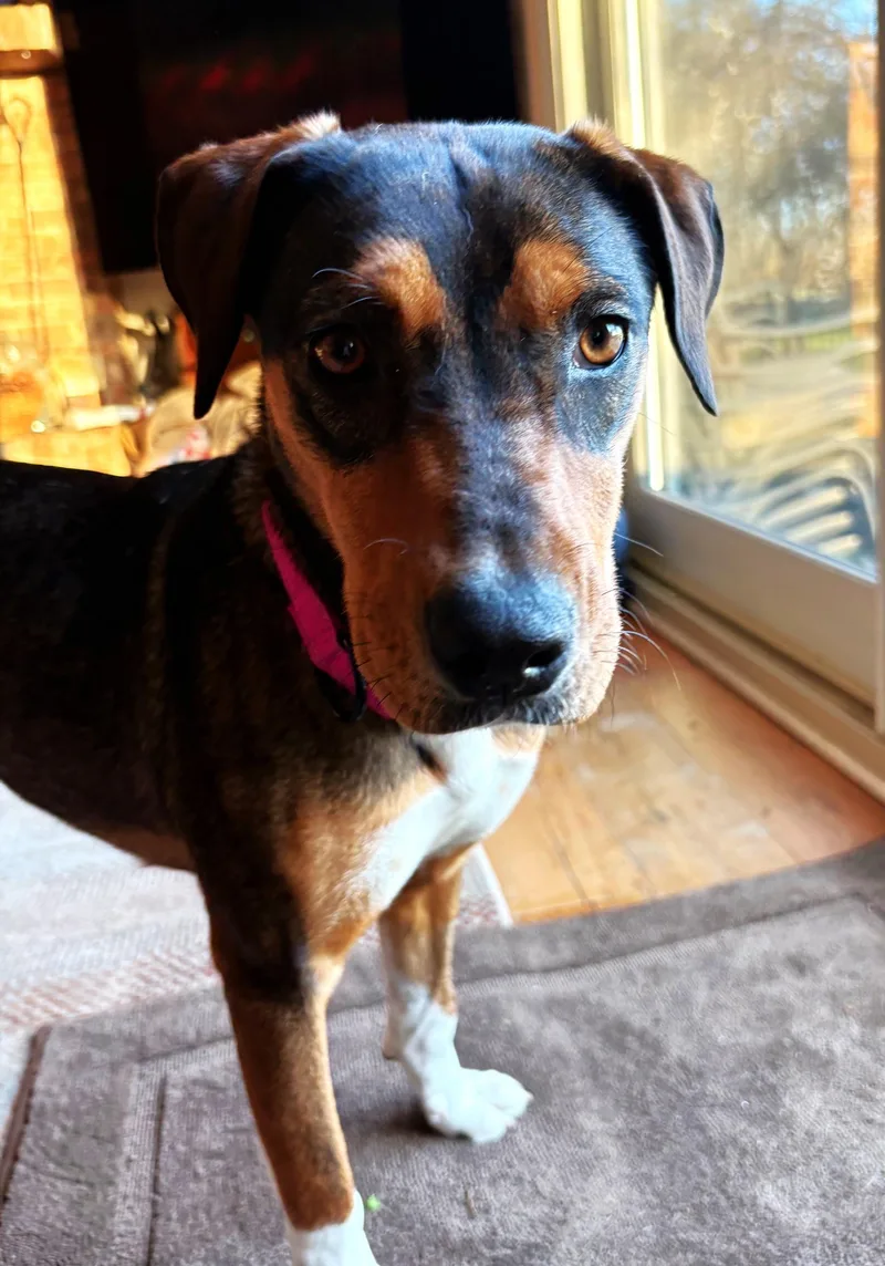 A young medium-sized female Beagle dog named Skyli for adoption in Palatine, IL