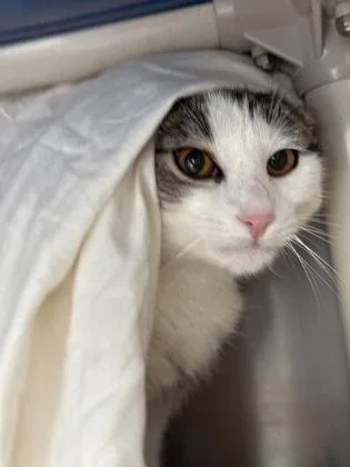 Princess Pink thumbnail 2