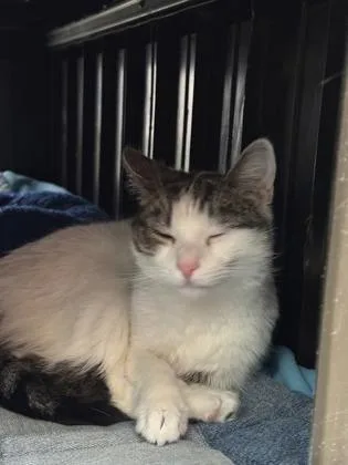 Princess Pink thumbnail 3