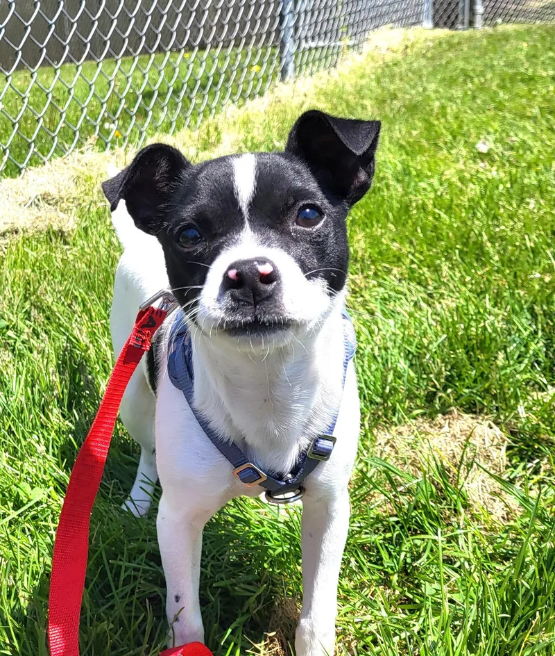 A baby small-sized male Black Terrier dog named Nos for adoption in Grayslake, IL