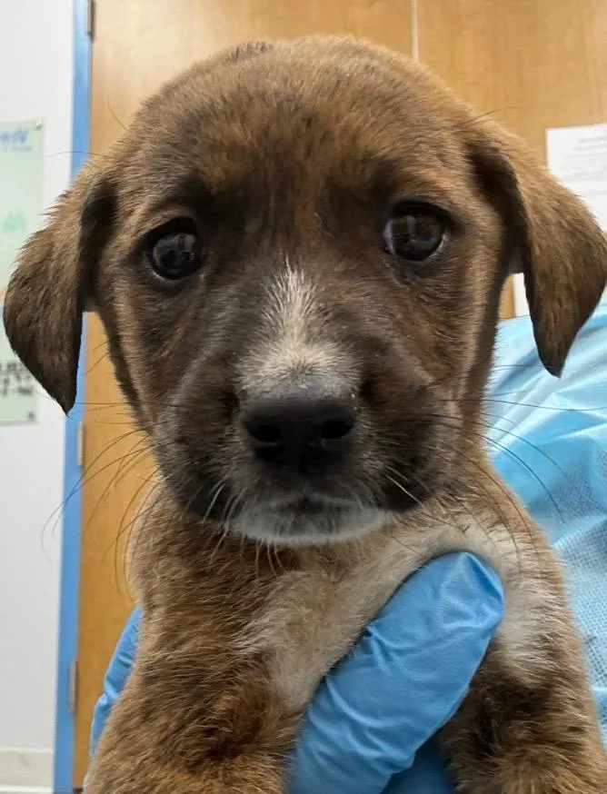 A baby medium-sized male Labrador Retriever dog named Finnick for adoption in Hartsville, SC