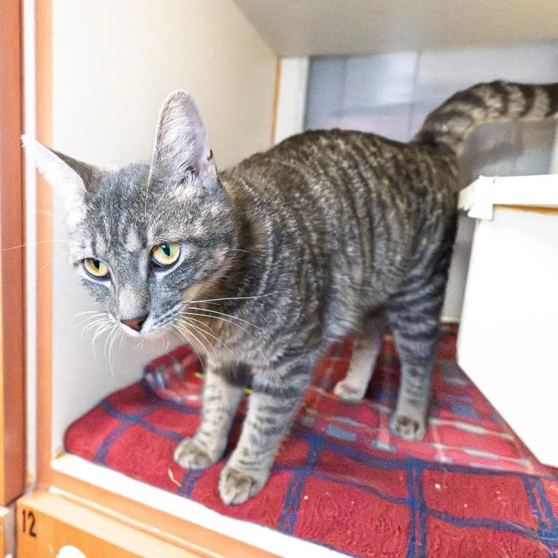 A young medium-sized male Gray / Blue / Silver Domestic Short Hair cat named Zz Top for adoption in South Elgin, IL