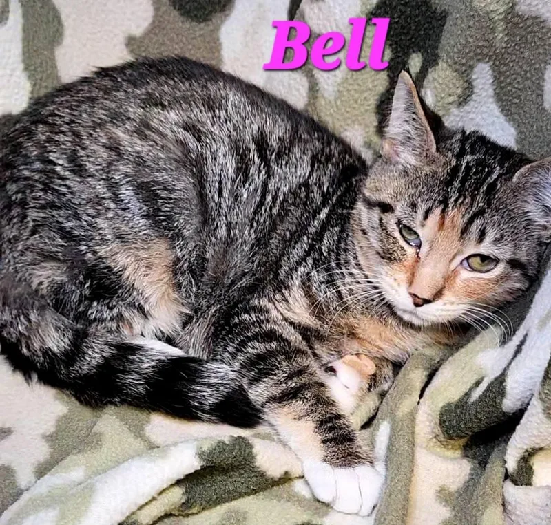 A baby medium-sized female Torbie cat named Bell for adoption in Macon, GA