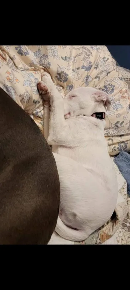 A baby small-sized female White / Cream Australian Cattle Dog / Blue Heeler dog named Secret for adoption in Grove City, OH