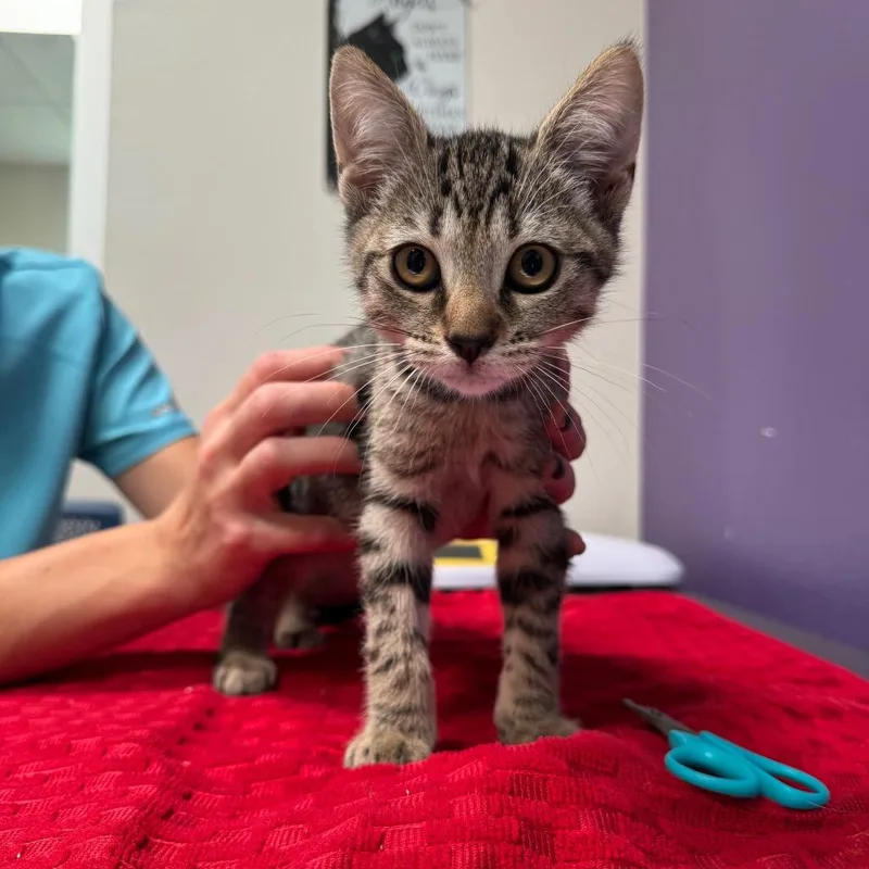 A baby small-sized male Brown / Chocolate Domestic Short Hair cat named Nick for adoption in Englewood, FL
