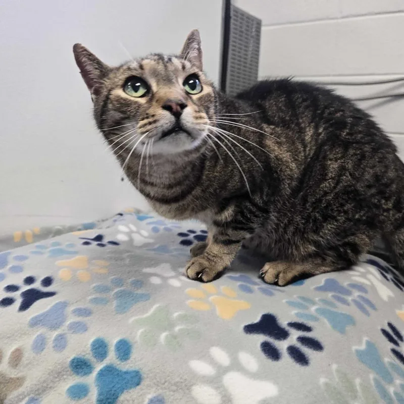A senior medium-sized male Black Domestic Short Hair cat named Marco for adoption in Spruce Pine, NC