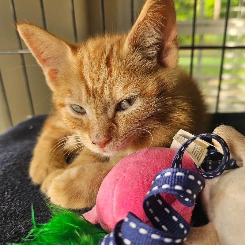 A baby small-sized female Orange / Red Domestic Short Hair cat named Fin for adoption in Newport, NC