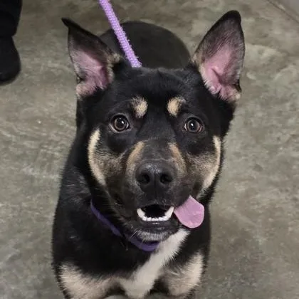 A young medium-sized male German Shepherd Dog dog named Dalinar for adoption in Philadelphia, PA