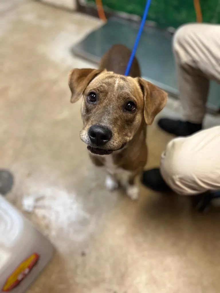 A young medium-sized female Labrador Retriever dog named Kraft for adoption in New Braunfels, TX