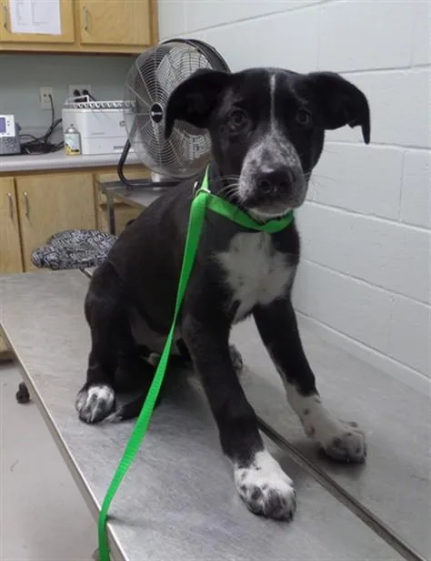 A baby small-sized male Labrador Retriever dog named Edgar Allen Paw for adoption in Augusta, GA