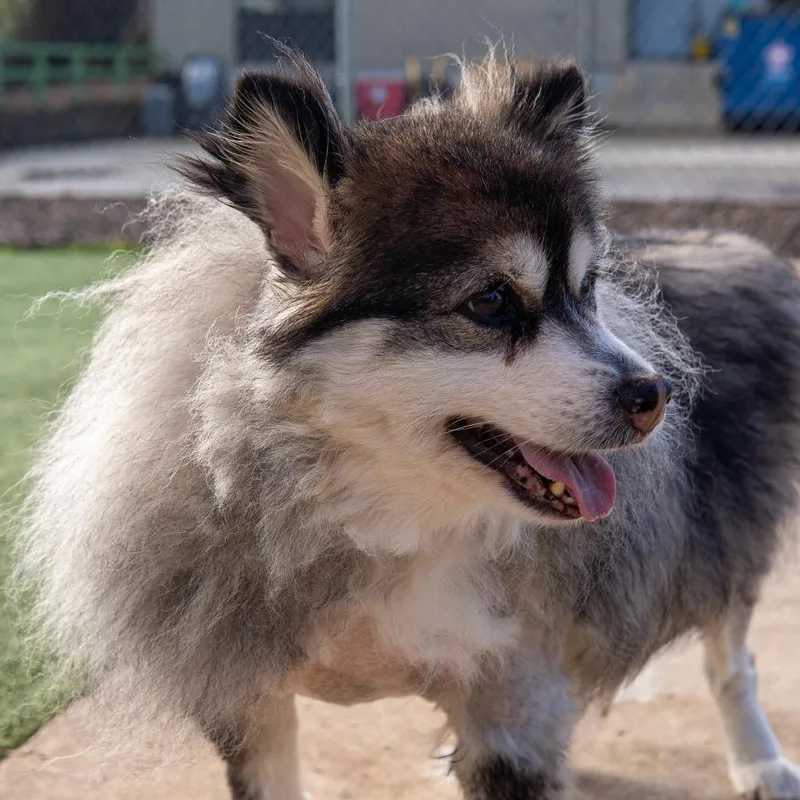 An adult medium-sized female Gray / Blue / Silver Pomeranian dog named Tammi for adoption in Gainesville, GA