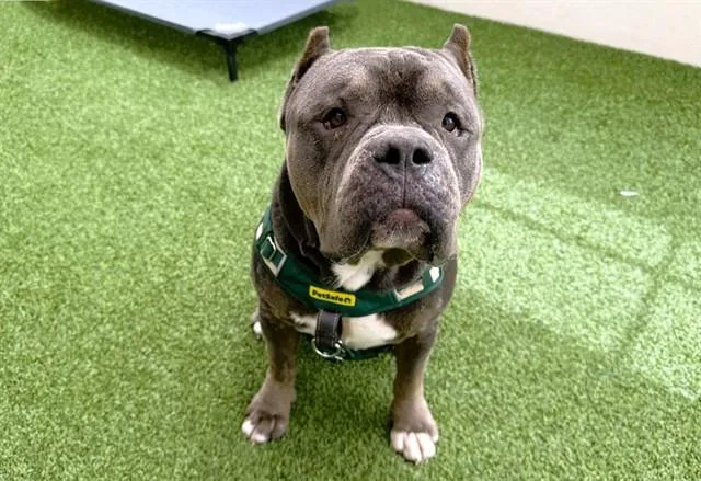 An adult medium-sized male American Bulldog dog named Tank for adoption in Fort Lauderdale, FL