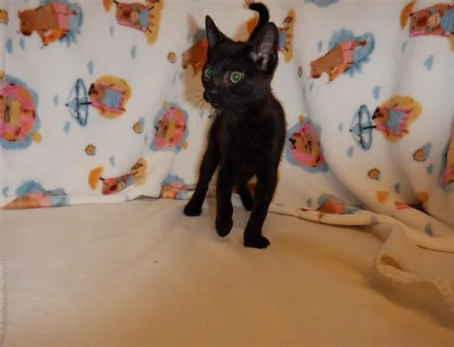 A baby small-sized female Domestic Short Hair cat named Shadow for adoption in San Jose, CA