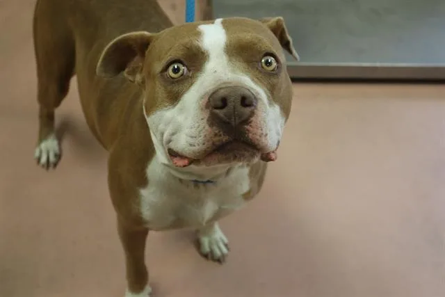 An adult large-sized female Mixed Breed dog named Paisley for adoption in Columbia, SC