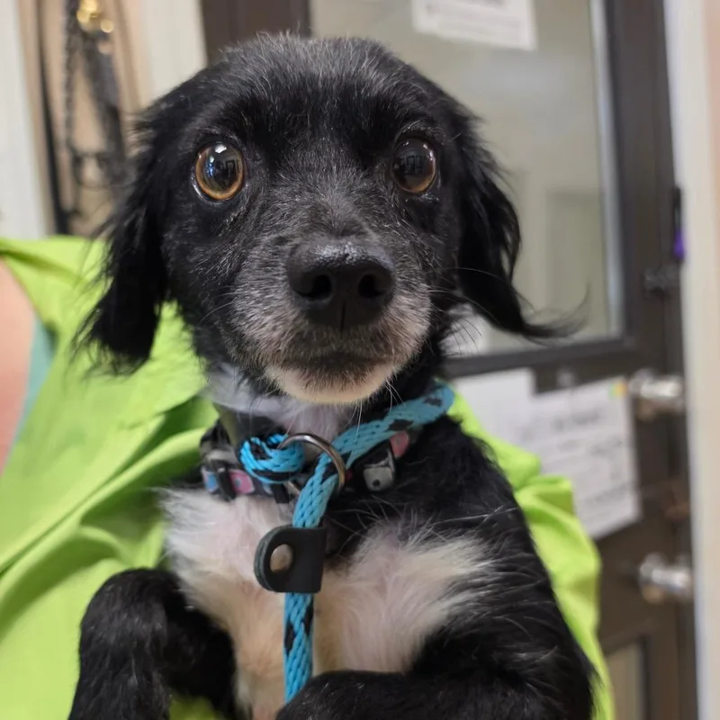 An adult small-sized female Black Spaniel dog named Vespera  Chino Hills for adoption in Chino Hills, CA