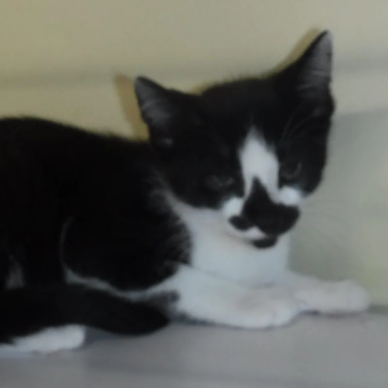A baby medium-sized female Black & White / Tuxedo Tuxedo cat named Val  Sweet Little for adoption in Hoquiam, WA