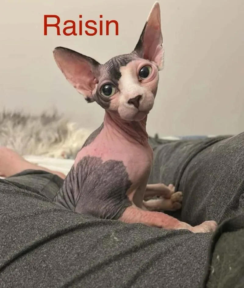 A baby large-sized female Sphynx / Hairless Cat cat named Raisin for adoption in San Jacinto, CA